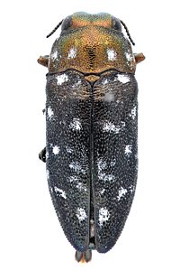 Diphucrania cupreicollis, PL0946, male, MU